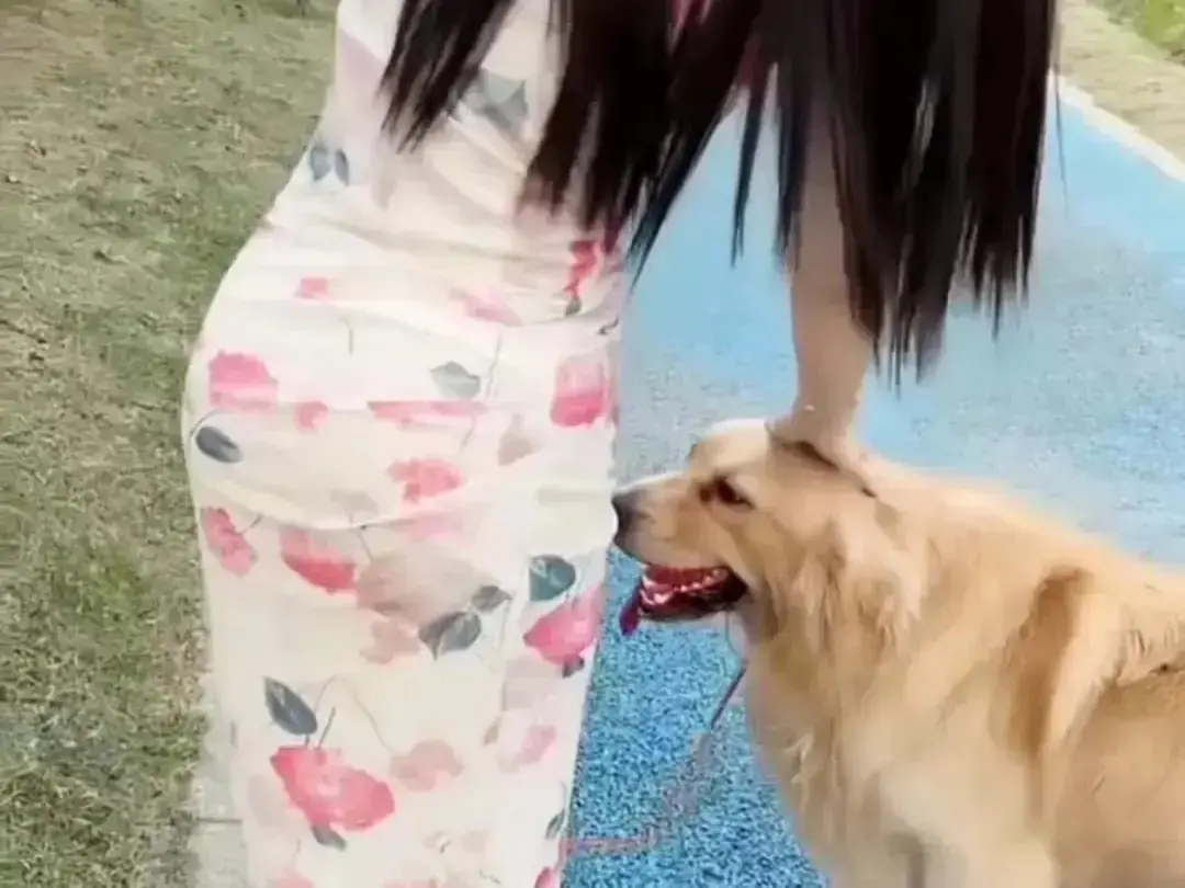 《抖音香香公主与爱犬金毛》高能日常互动完整版在线观看-抖音香香公主与爱犬直播回放高清免费网盘资源-个人珍藏金毛撒娇日常无广告秒播